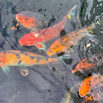 Sheraton Arlington Hotel - Koi - Hotels Near Me - Arlington, Texas