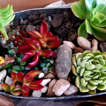 Marlene Flower Shop - Mix of succulents - Florists Near Me - Bellflower, California Marlene Flower Shop - Mix of succulents - Florists Near Me - Bellflower, California
