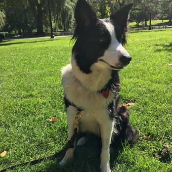 Boston Pet Sitters - Jeta in the Public Garden. - Pet Sitting Near Me - Boston, Massachusetts
