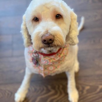 Fetch on Franklin - Our doodles are the Best! - Pet Groomers Near Me - Evansville, Indiana