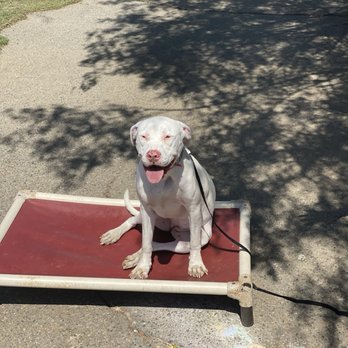 Paws Learn In Paradise - My new well behaved babies - Pet Training Near Me - Valley Center, California Paws Learn In Paradise - My new well behaved babies - Pet Training Near Me - Valley Center, California
