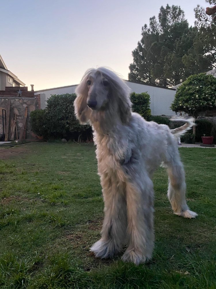 KARLU PET GROOMING Updated September 2024 1810 Montana, El paso