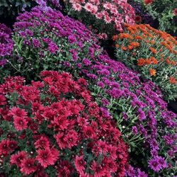 Meisner’s Heritage Farm - Flowers are beautiful and very well priced