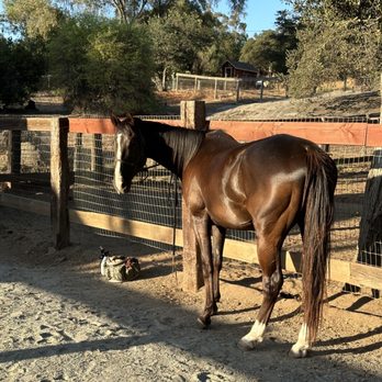 Olivewood Acres - Grooming session - Horse Boarding Near Me - Alpine, California
