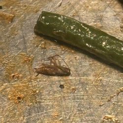 Panda Wok - Cockroach