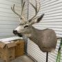 Photo of Young Buck taxidermy