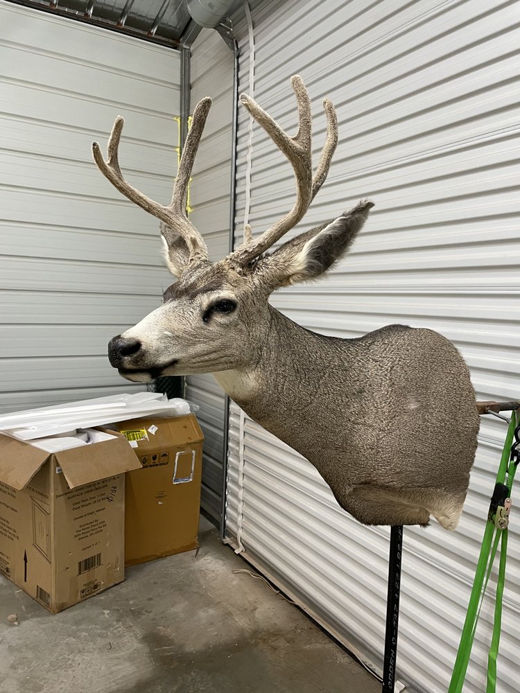 Young Buck taxidermy - taxidermy in Republic, MO