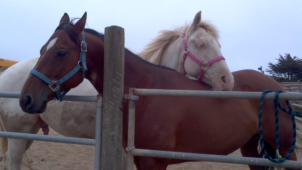 Palo-Mar Stables - equestrian in Daly City, CA