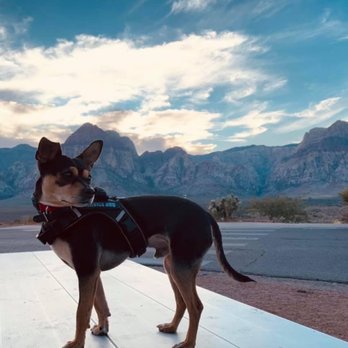 Paws 'n' Rec - Trained - Pet Training Near Me - Las Vegas, Nevada