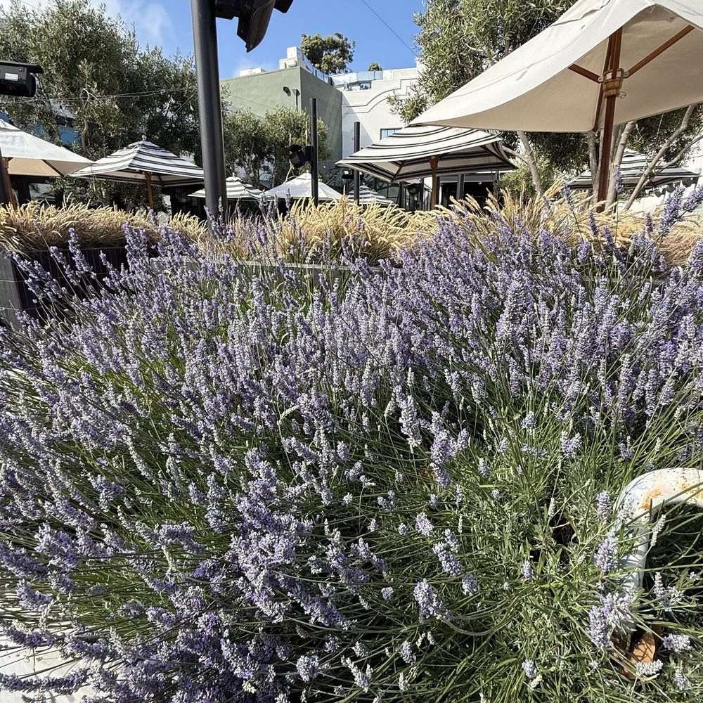 Twelvemonth - Vegan Near Me - Burlingame, California Twelvemonth - Vegan Near Me - Burlingame, California