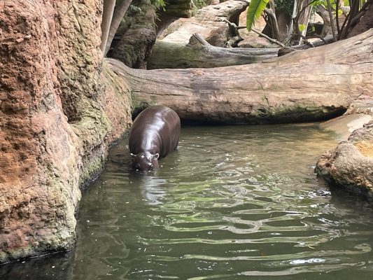Bioparc Fuengirola by null