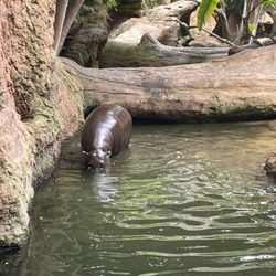 Bioparc Fuengirola - Nilpferd-Gehege