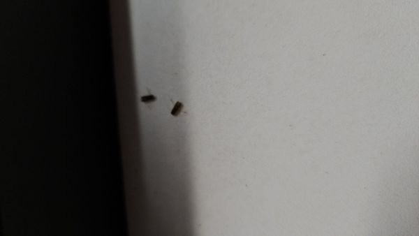 Mike's Drive-In by null