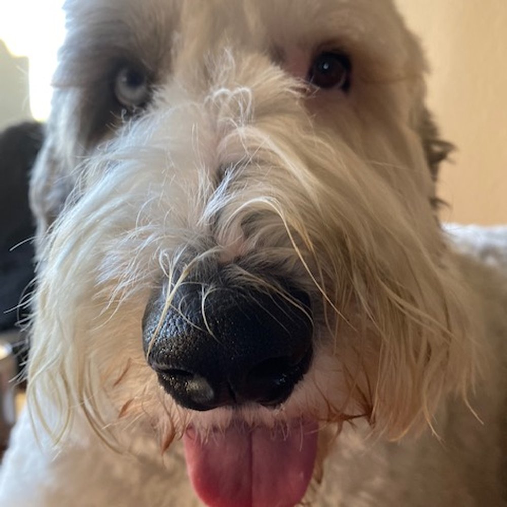 Where Dogs Thrive - Nicole is one of Ollie's most loved humans. - Pet Training Near Me Where Dogs Thrive - Nicole is one of Ollie's most loved humans. - Pet Training Near Me