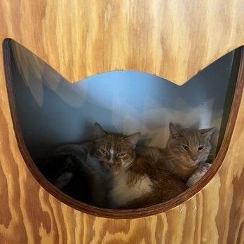 Catfe - meowfaces - Cafes Near Me - Vancouver, British Columbia Catfe - meowfaces - Cafes Near Me - Vancouver, British Columbia