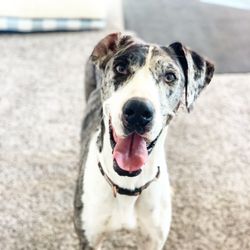 Good Dog Ranch