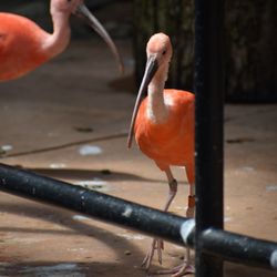 user provided Elmwood Park Zoo photo