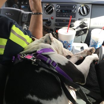Eddie’s Towing - Dog friendly Tow Company has won my business for life. - Towing Near Me - Marana, Arizona Eddie’s Towing - Dog friendly Tow Company has won my business for life. - Towing Near Me - Marana, Arizona