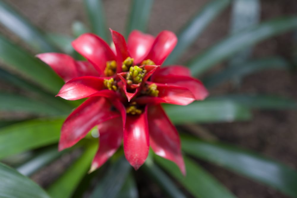 Palacio de Cristal de la Arganzuela