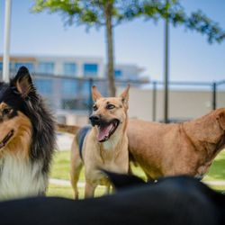Wag'N Bone Dog Grooming & Day Care - The Village Dallas