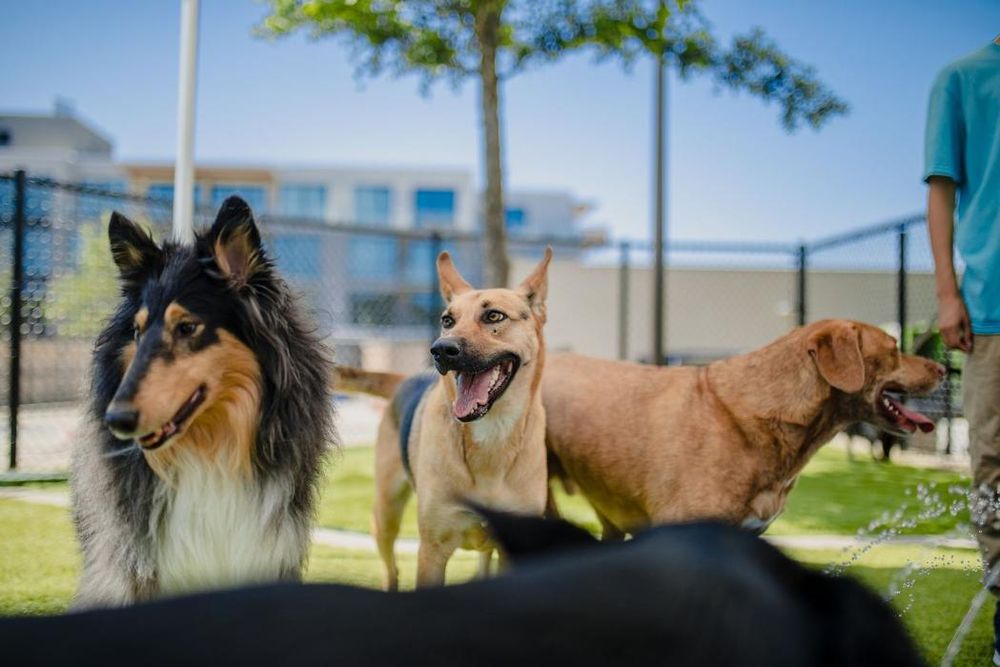 Wag'N Bone Dog Grooming & Day Care - The Village Dallas - pet boarding facility in Dallas, TX