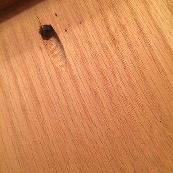Polynesian Resort - Bedbugs (check reviews for more details) - Hotels Near Me - Ocean Shores, Washington