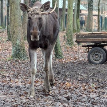 Wildpark an den Eichen - Zoos Near Me - Schweinfurt, BY Wildpark an den Eichen - Zoos Near Me - Schweinfurt, BY
