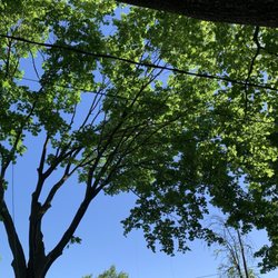 Ackerman Tree Specialists - One of the trees removed.