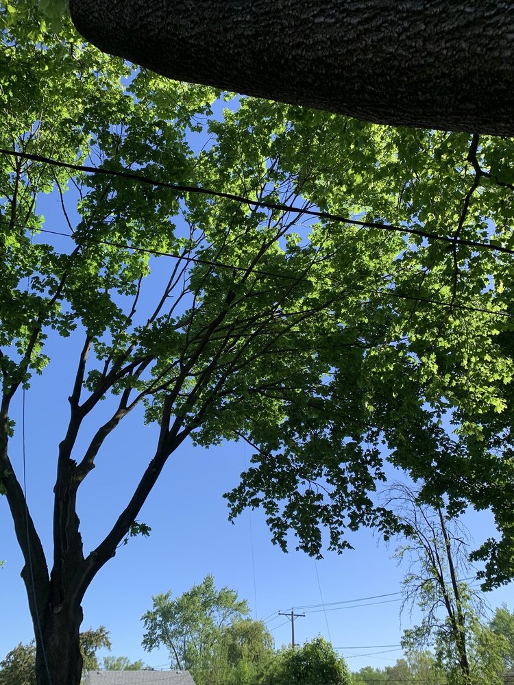 ACKERMAN TREE SPECIALISTS - Updated June 2026 - 30 Photos & 90 Reviews ...