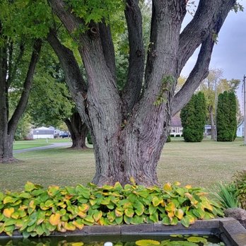 Morgans Tree Service - Deadwood prune sealed and foam sealed to bring this sugar maple back to life and remain healthy for years to come. - Tree Services Near Me - Springfield, Ohio Morgans Tree Service - Deadwood prune sealed and foam sealed to bring this sugar maple back to life and remain healthy for years to come. - Tree Services Near Me - Springfield, Ohio
