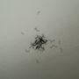 Hanah's Lash