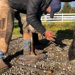 Ramon Gonzalez - Equine and Farrier Services - Farrier work