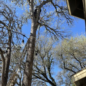 Dimas Trees & More - a man on a ladder trimming a tree - Tree Services Near Me Dimas Trees & More - a man on a ladder trimming a tree - Tree Services Near Me