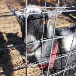 Jack Creek Farms