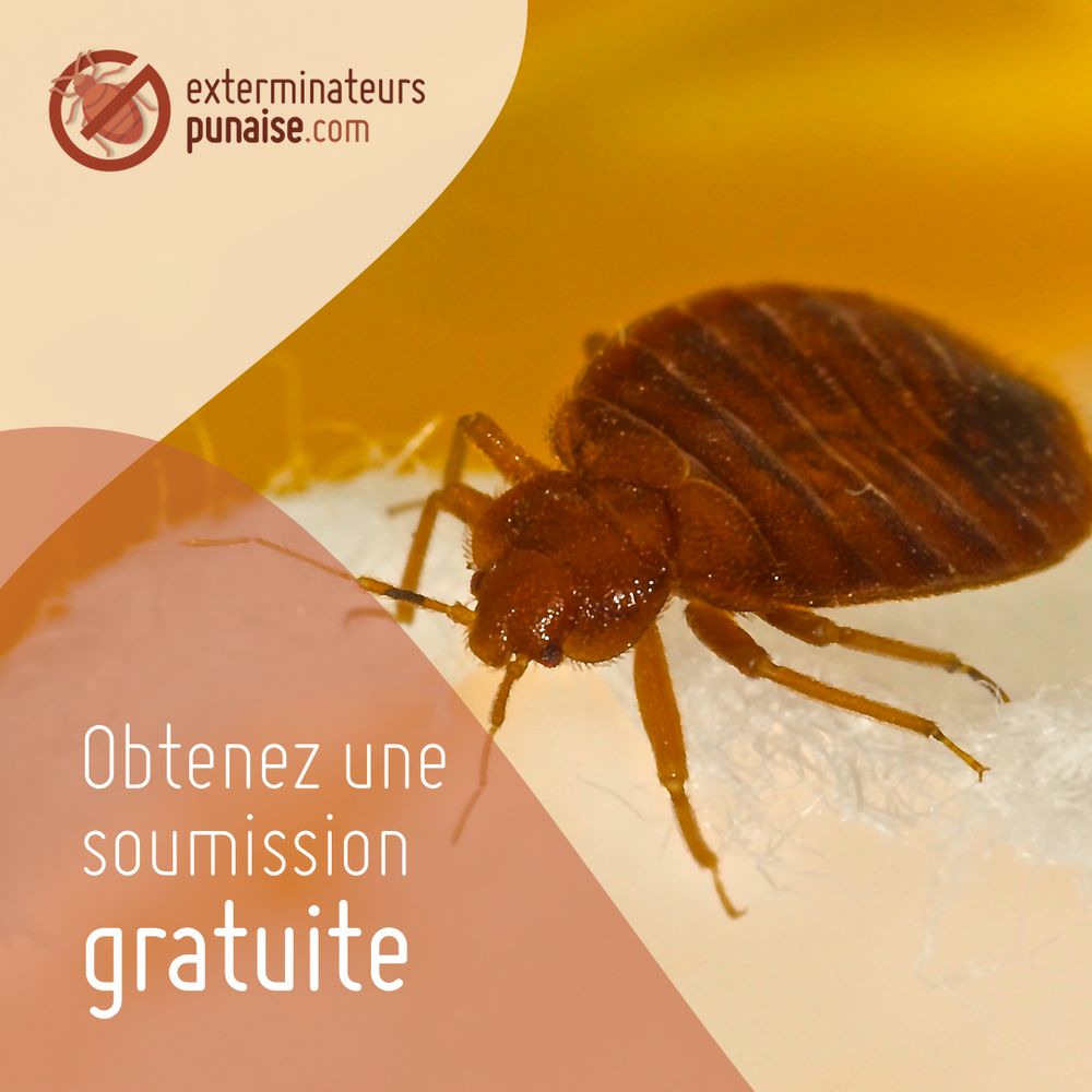 EXTERMINATEURS Montréal, Quebec Pest Control Phone