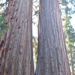 Close to Trail of 100 giants