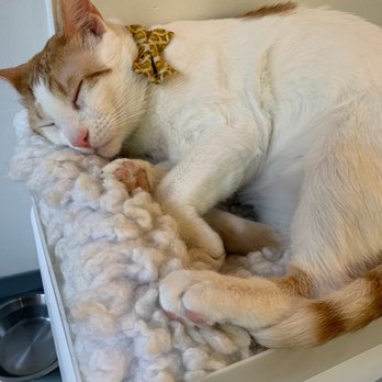 NEKO: A Cat Cafe - Cat - Themed Cafes Near Me - Seattle, Washington NEKO: A Cat Cafe - Cat - Themed Cafes Near Me - Seattle, Washington