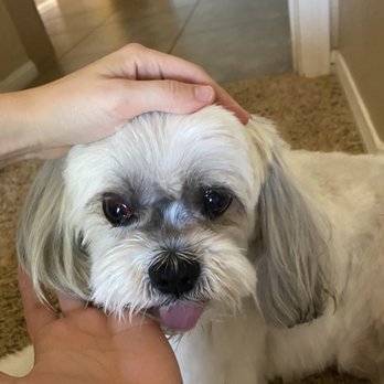 Meadows Pet Care - Blood vessels popped in eyes - Pet Groomers Near Me - San Marcos, California Meadows Pet Care - Blood vessels popped in eyes - Pet Groomers Near Me - San Marcos, California