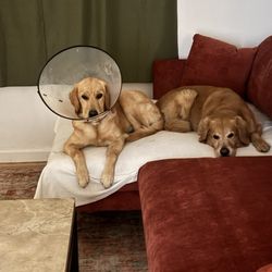 Training All Doggies