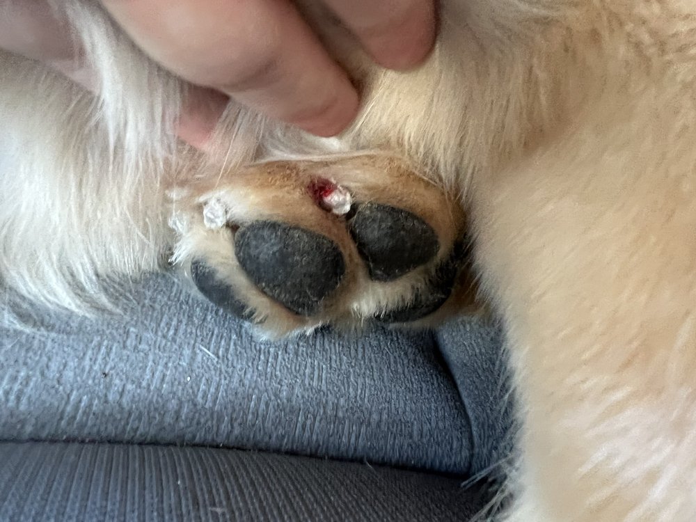 The Barkery Bistro Image