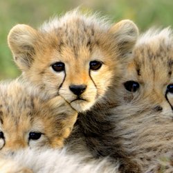 Adventure Safari Network - Cheetahs in Ndutu Area, Serengeti