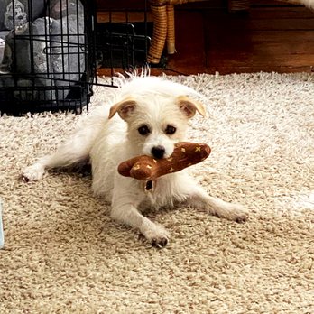 Big Wags Chicago - This is Charlie. She's my first international client. She and her mom live in Paris and I work with them virtually. - Pet Training Near Me