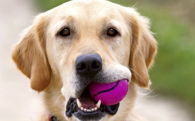 New Levels Dog Training Image