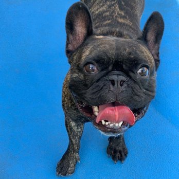 PetSuites Great Oaks - Pet Training Near Me - Round Rock, Texas PetSuites Great Oaks - Pet Training Near Me - Round Rock, Texas