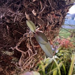 Adamson's Tree Service - Orchids destroyed