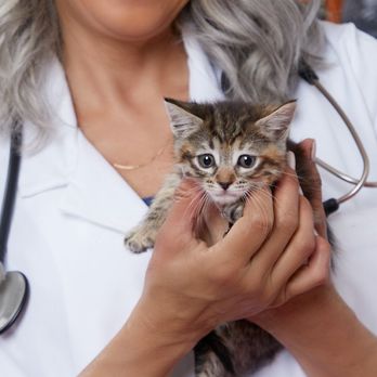 Vetco Total Care - Veterinarians Near Me - Wareham, Massachusetts