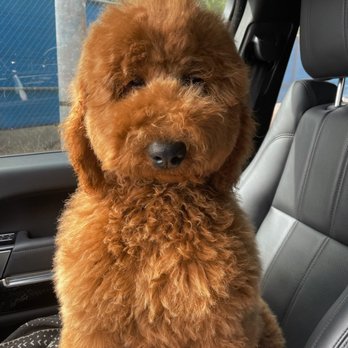 Dogue Spa - Pet Groomers Near Me - West Hollywood, California Dogue Spa - Pet Groomers Near Me - West Hollywood, California