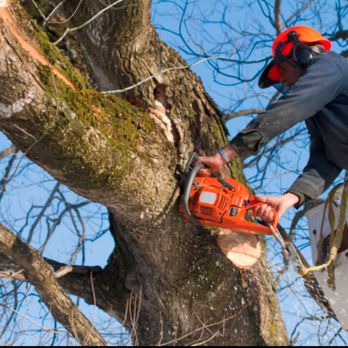 Express Tree Service - Tree Services Near Me Express Tree Service - Tree Services Near Me
