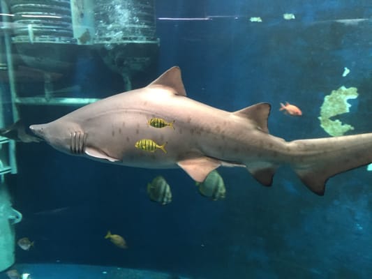 Grand Aquarium Saint Malo by null