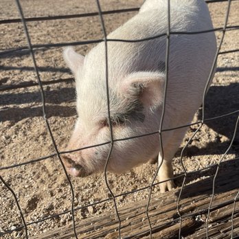 Dillon's at Western Trails Ranch - One of the friendly residents - Barbeque Near Me - Morristown, Arizona